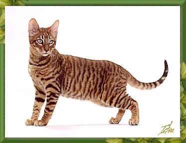 Toyger2.jpg