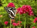 Papilionide - Papilio demodocus 8.jpg