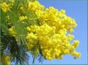 mimose1.jpg