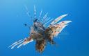 shutterstock_107855267 PESCE SCORPIONE rid1.jpg