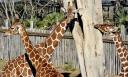 3_giraffee_BIOPARCO.jpg